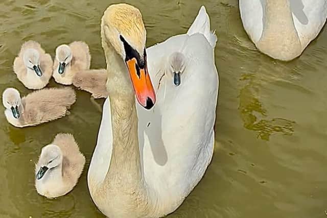 Swans were attacked with a sling shot at Staunton Country Park