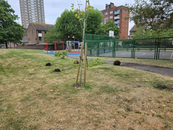 Vandalised trees in Portsmouth