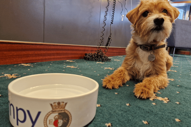 Scrumpy the Jackapoo, the newest mascot of the Royal Navy aircraft carrier HMS Queen Elizabeth.