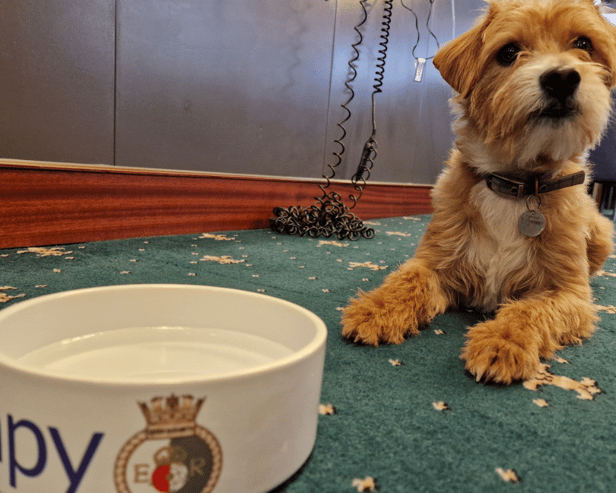Scrumpy the Jackapoo, the newest mascot of the Royal Navy aircraft carrier HMS Queen Elizabeth.