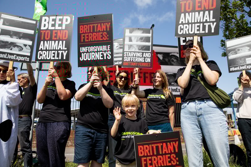 Compassion in World Farming campaigners gathered at the port outside Brittany Ferries to urge the company to reverse its decision to resume the live export of farmed animals from Ireland to France after a 30-year hiatus. 


Picture: Karen Bornhoft