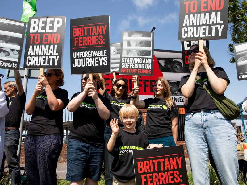 Compassion in World Farming campaigners gathered at the port outside Brittany Ferries to urge the company to reverse its decision to resume the live export of farmed animals from Ireland to France after a 30-year hiatus. 


Picture: Karen Bornhoft