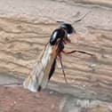 Flying ants.