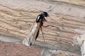 Flying ants.