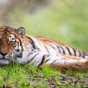 Marwell Zoo has confirmed the death of Valentina the Amur Tiger after sustaining fatal injuries during an introduction with a male tiger, Pasha. 


Picture: Jason Brown @Marwell Wildlife 