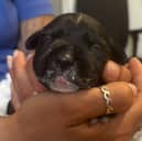 Last week four-day-old puppies were brought into The Stubbington Ark after being dumped in a shoebox in a graveyard.
The team have been caring for the pups round the clock to make sure their needs are being met. 