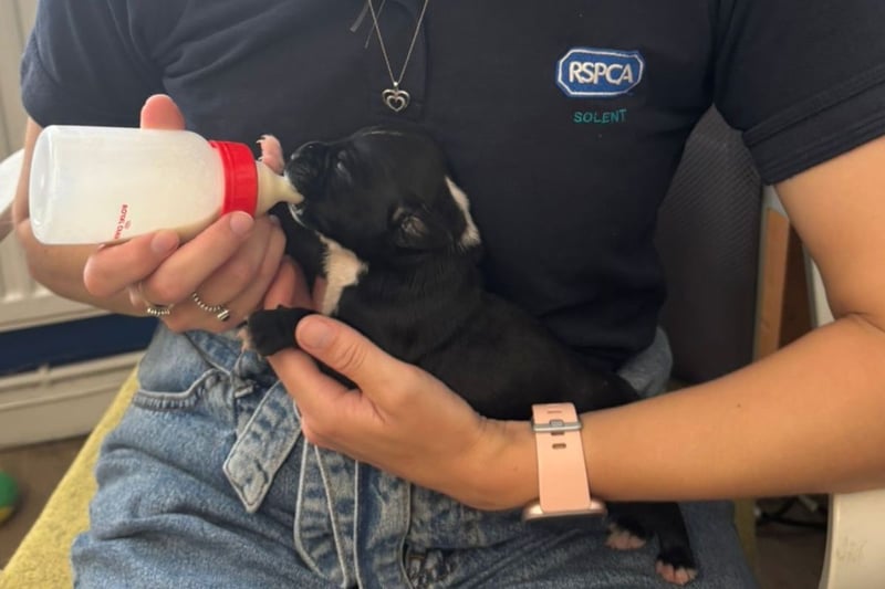 Last week four-day-old puppies were brought into The Stubbington Ark after being dumped in a shoebox in a graveyard.
The team have been caring for the pups round the clock to make sure their needs are being met.