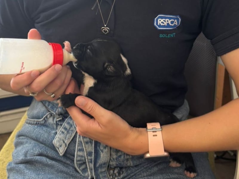 Last week four-day-old puppies were brought into The Stubbington Ark after being dumped in a shoebox in a graveyard.
The team have been caring for the pups round the clock to make sure their needs are being met.