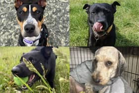 Take a look at the gorgeous dogs at the Stubbington Ark that are currently on the hunt for a new home. 