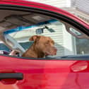 Leaving your dog alone in the car can be dangerous or even deadly.