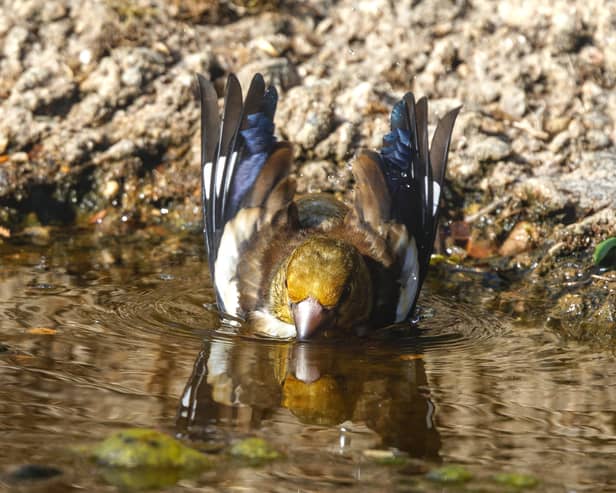 Photographer Colin Vanner has captured the moment a rare Hawfinch takes a dip to cool itself down.