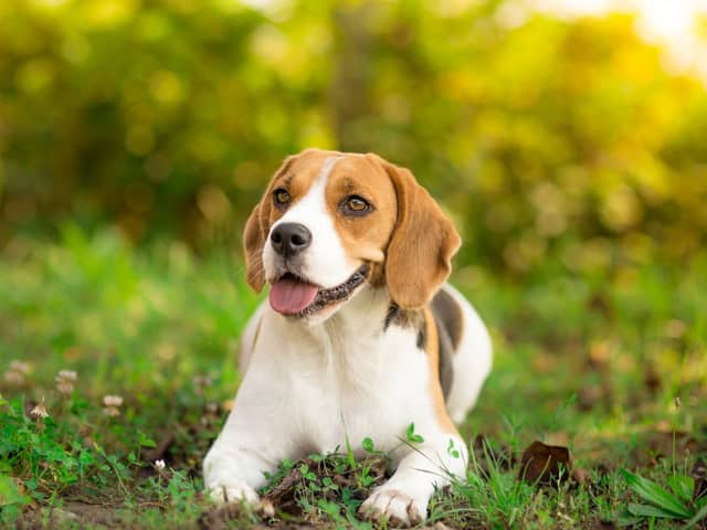 Amazon Prime Day Deals: Keep your dog cool during the heatwave with these gadgets