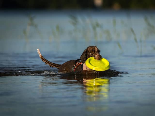 Our favourite lakes and ponds could pose a serious risks for your dog.