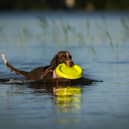 Our favourite lakes and ponds could pose a serious risks for your dog.
