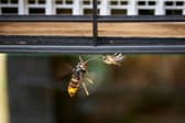 Members of the public are being warned not to destroy Asian hornet nests.