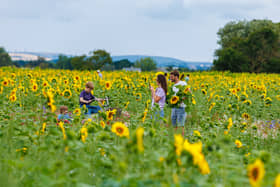 Visitors in the sunflower fields
Picture:Marcin Jedrysiak