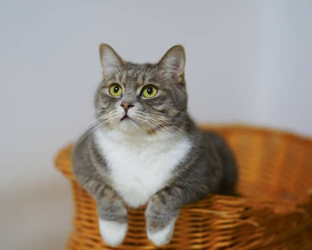 Cats can sometimes become distressed when left home alone for too long. 