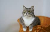 Cats can sometimes become distressed when left home alone for too long. 