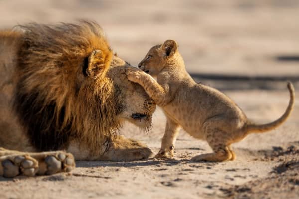 Parenthood: A father lion patiently playing with his young cub. 