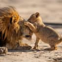 Parenthood: A father lion patiently playing with his young cub. 