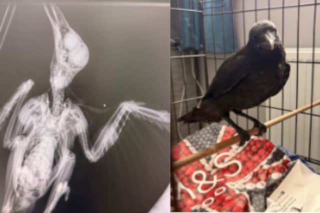 A crow has been given a second chance at life after a Portsmouth vet and his fiancee helped nurse it back to health - and now it visits him.