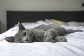 Scientists believe that cats may be able to offer us insight on how to help patients with Long Covid. 