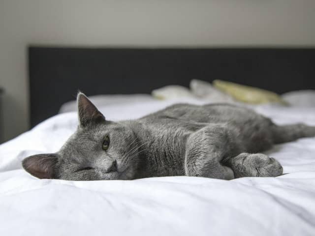 Scientists believe that cats may be able to offer us insight on how to help patients with Long Covid. 