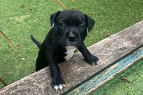 Puppies - Gravy, Bones, Draco and Malfoy - are now thriving after being taken in by the RSPCA Stubbington Ark. The puppies were found in an abandoned shoebox in a graveyard. 