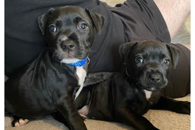 Four puppies, which were found in a shoebox in a graveyard, are thriving after being taken in by the RSPCA Stubbington Ark.