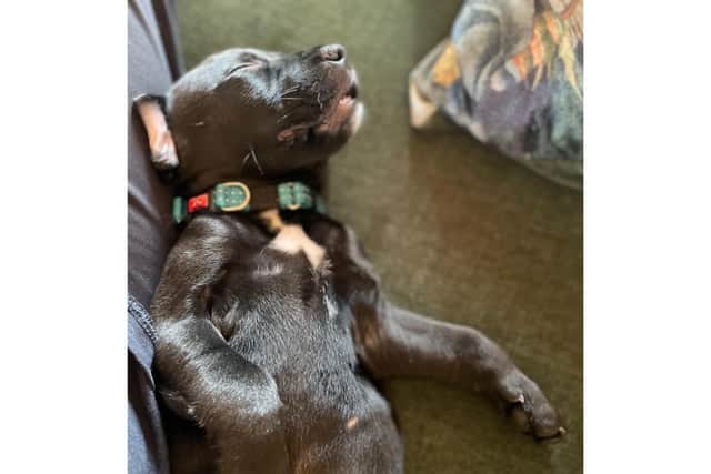 Four puppies, which were found in a shoebox in a graveyard, are thriving after being taken in by the RSPCA Stubbington Ark.
