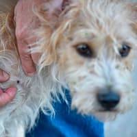 How to protect your dogs from getting a tick bite and safely remove ticks - according to pet experts