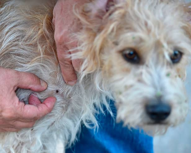 One in 20 cases of tick-borne diseases can be fatal in dogs.