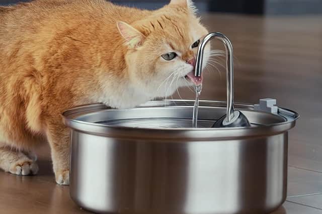 The fountain is also useful for cats - although Honey definitely wouldn't want to share