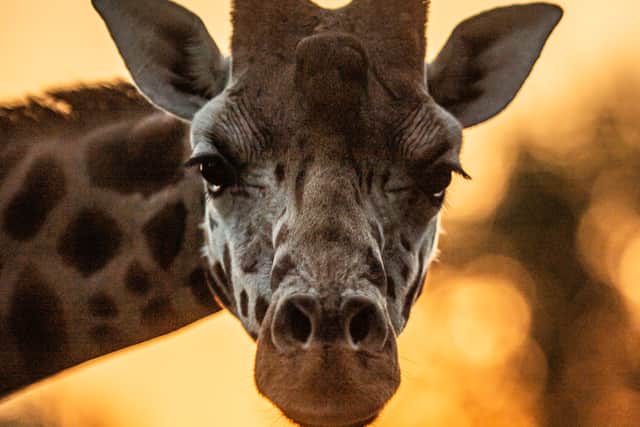 You can watch a range of animals from your balcony at The Reserve