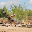 The Reserve at Chester Zoo is set to welcome its first guests this week.