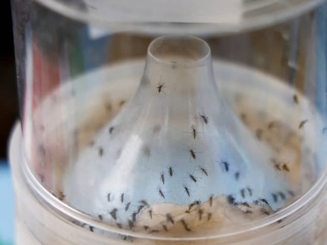 The Chikungunya virus is spread by mosquitoes. 