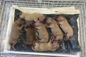 Five of the seven puppies born died overnight after latching on to Fendi  for milk. Zoe Moon believes the painkillers prescribed were to blame while the PDSA have advised that side affects are rare and it can't be confirmed without a post-mortem.