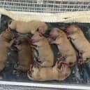 Five of the seven puppies born died overnight after latching on to Fendi  for milk. Zoe Moon believes the painkillers prescribed were to blame while the PDSA have advised that side affects are rare and it can't be confirmed without a post-mortem.