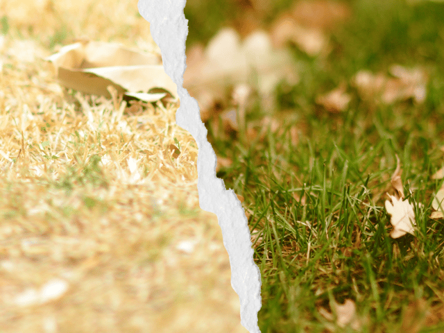 Where your lawn ends up this autumn depends on what you do this week