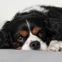 Many dog owners worry about what will happen to their pet after they are gone.