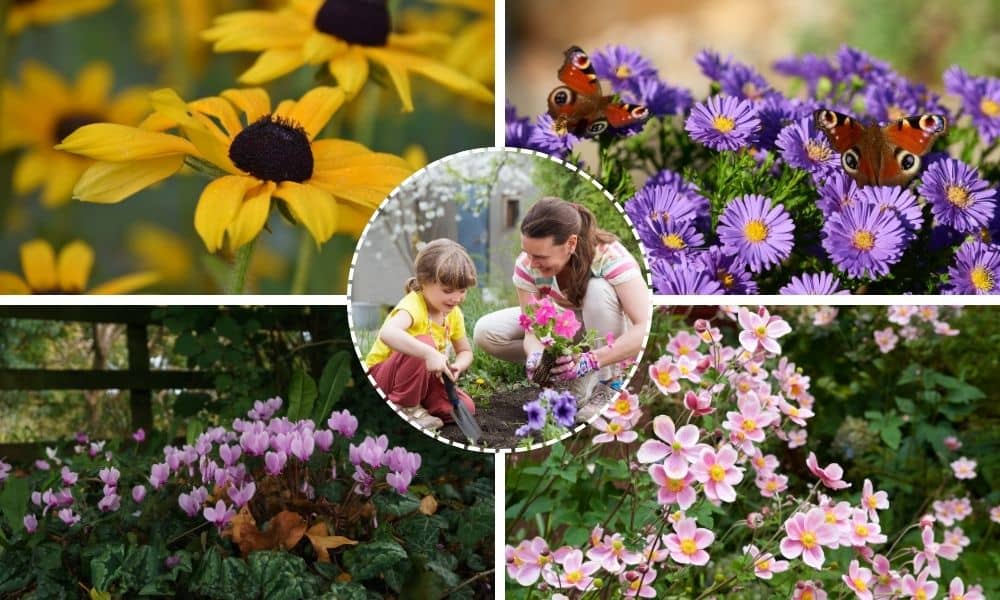 (Clockwise from top left) Rudbeckia, asters, Japanese anemone, and cyclamen are all late-blooming flowers the National Trust recommends planting in autumn