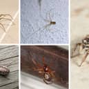 Common spider species found indoors include (clockwise from top left) house spiders, daddy longlegs, zebra jumping spiders, false widows, and some types of orb weavers