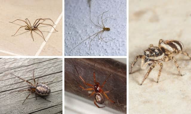 Common spider species found indoors include (clockwise from top left) house spiders, daddy longlegs, zebra jumping spiders, false widows, and some types of orb weavers