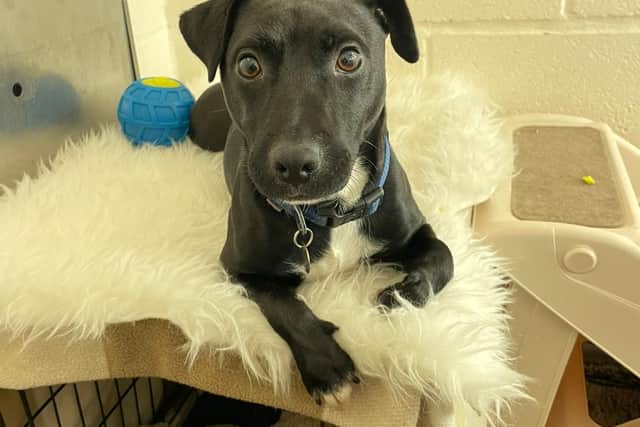 Marshall, a one-year-old Jack Russell Terrier, is looking for his forever home.