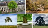 Across the UK, these spectacular trees have significant in literature, film, history and more