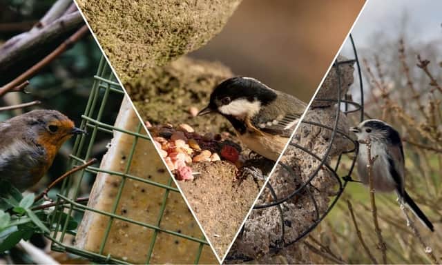 Suet comes in pellets, balls or bars, and all of them can give garden birds a boost