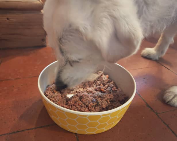 Honey makes short work of a bowl of Bella+Duke - her record is 47 seconds