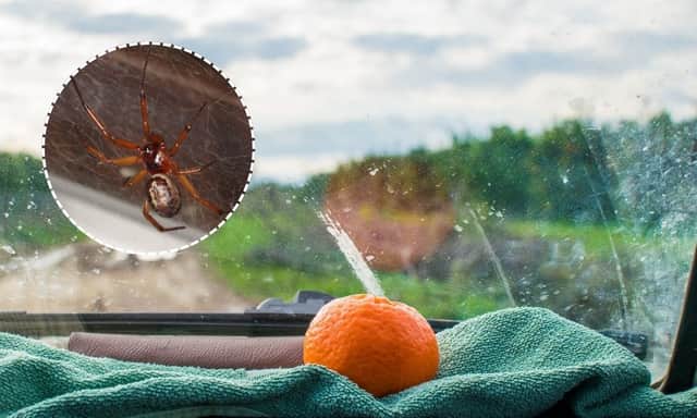 Citrus and peppermint scents can both act as natural spider deterrents