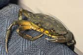 A crab, dubbed Craig, has been found taking the train from Guildford to Portsmouth. 
