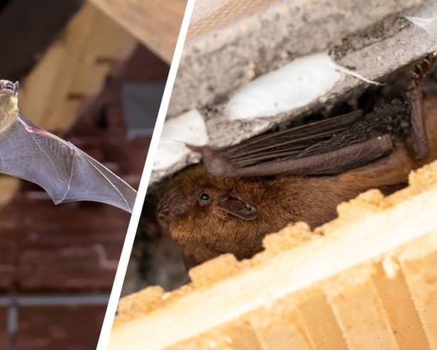 Pipistrelle bat species are one of the more common ones to find inside